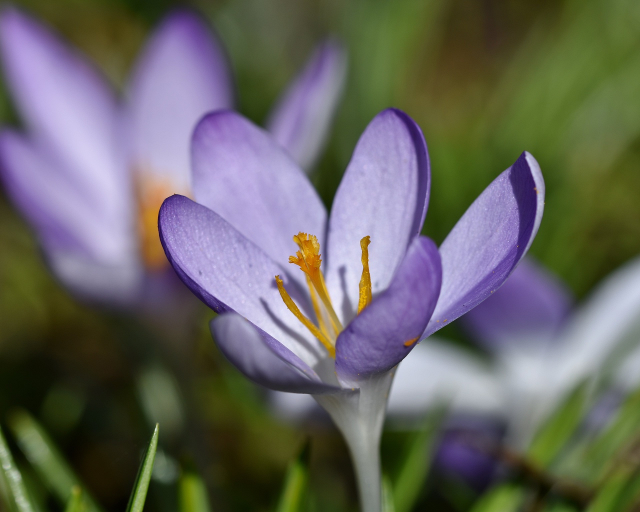 Маленький сиреневый цветок крокуса крупным планом