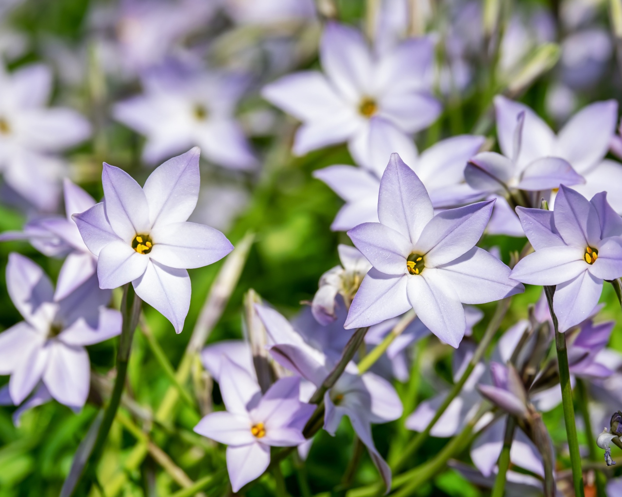 Маленькие сиреневые цветы седмичника