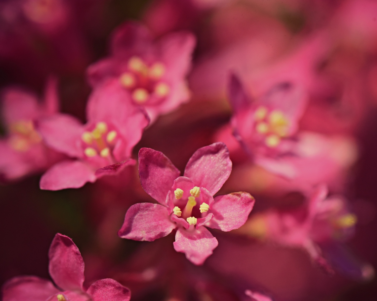 Мелкие розовые цветы эмбелия