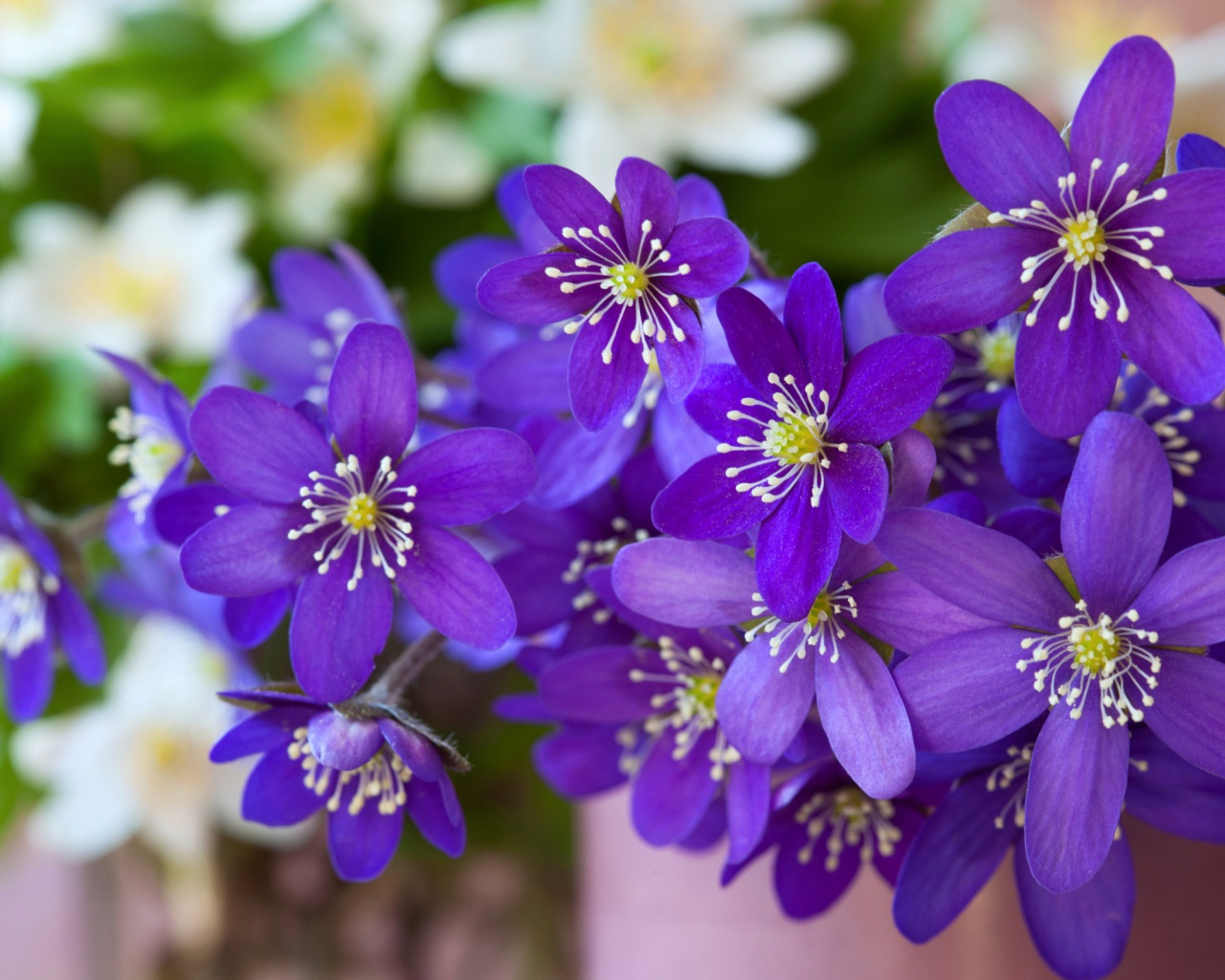 Мелкие фиолетовые цветы крупным планом 