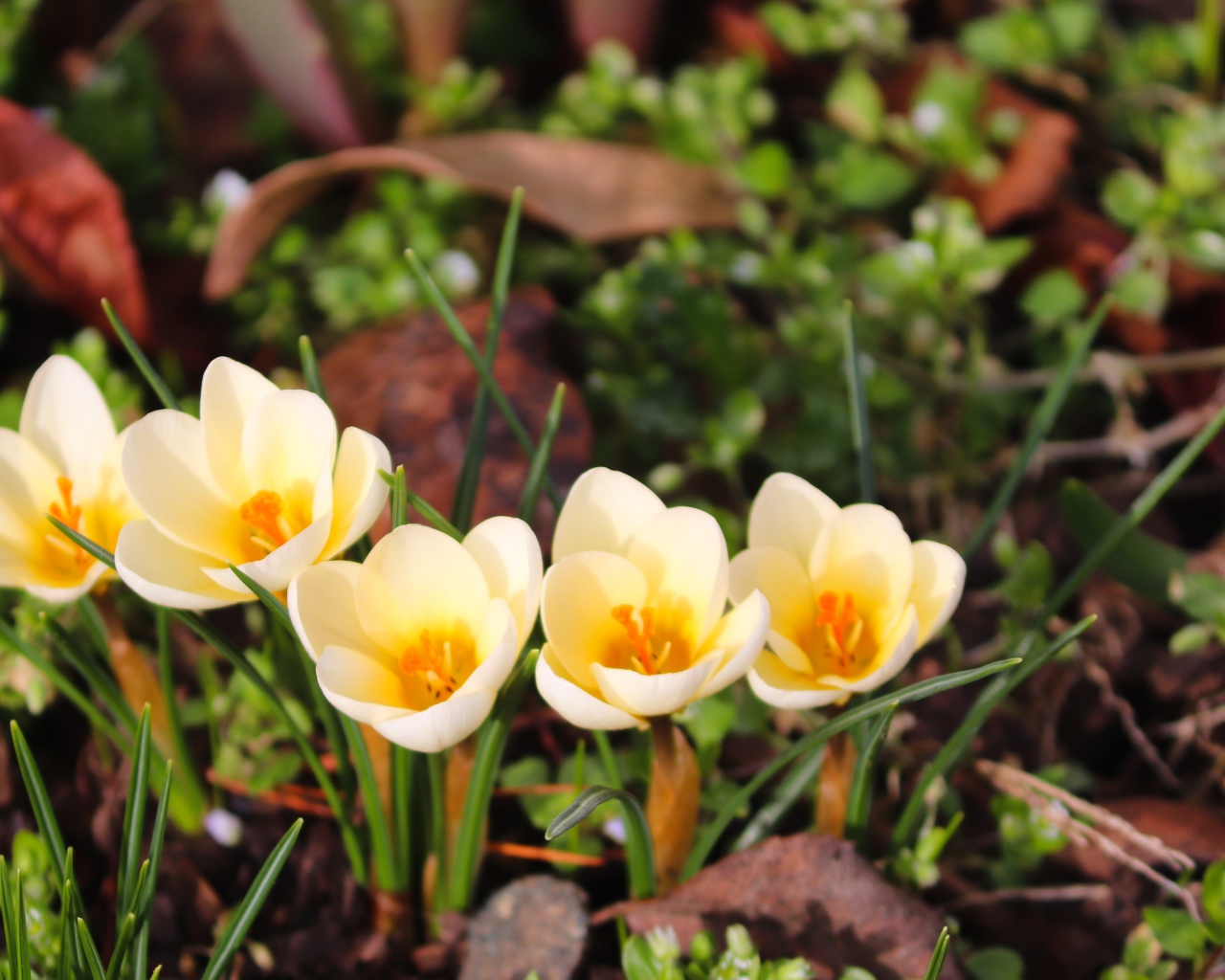 Маленькие белые крокусы с желтой серединкой 