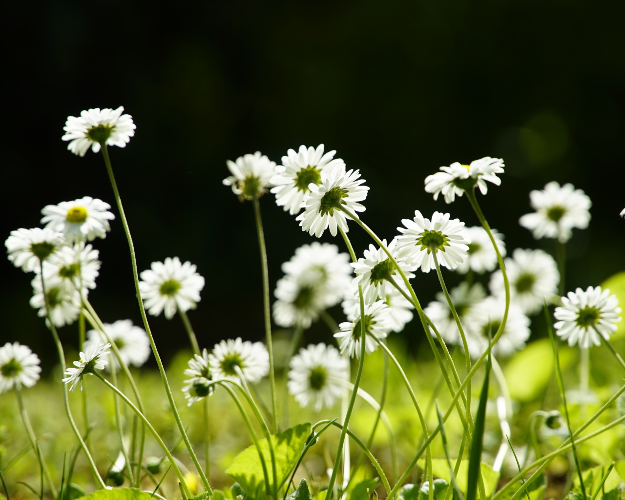 Маленькие белые ромашки на поле 