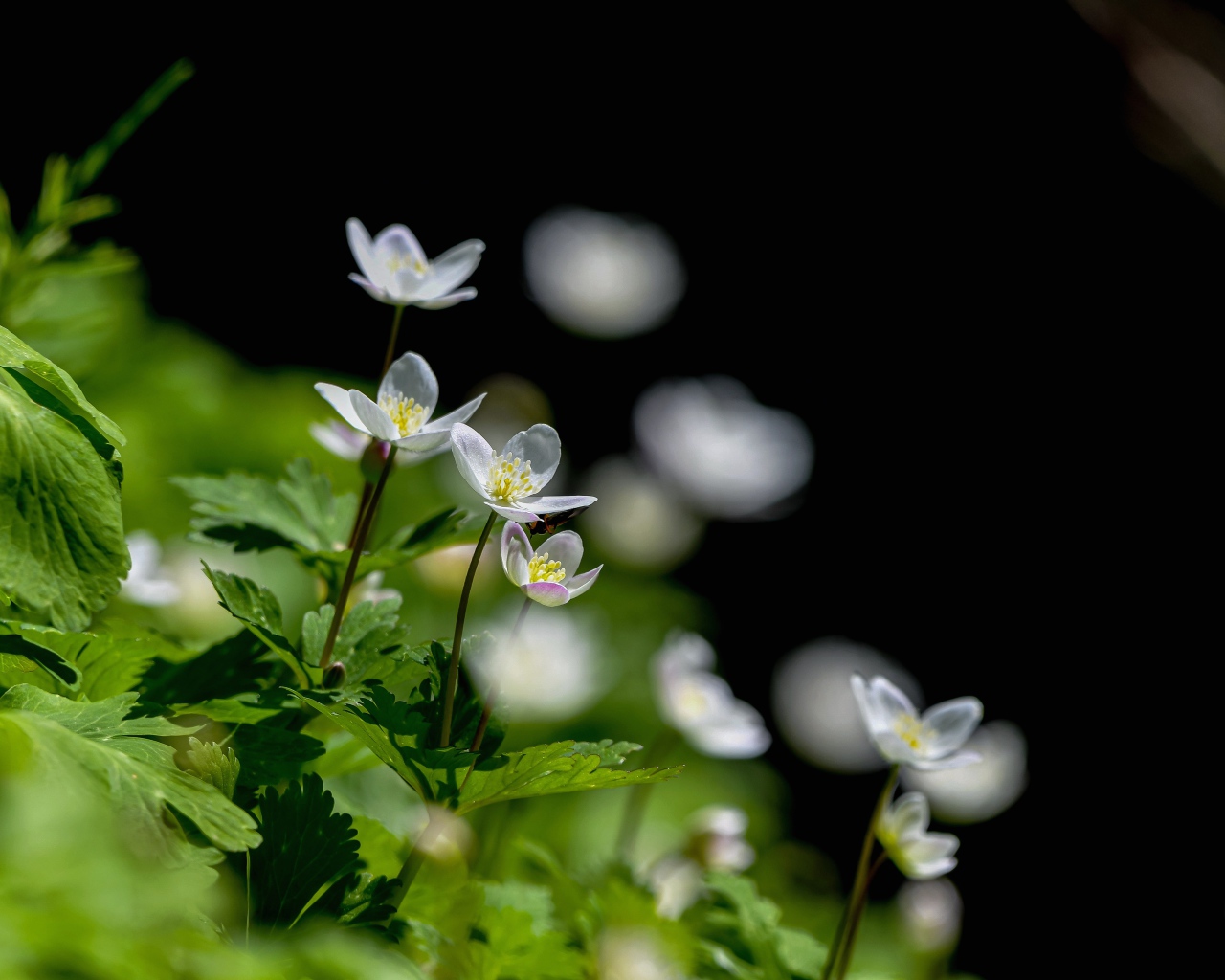 Мелкие белые лесные цветы анемона 