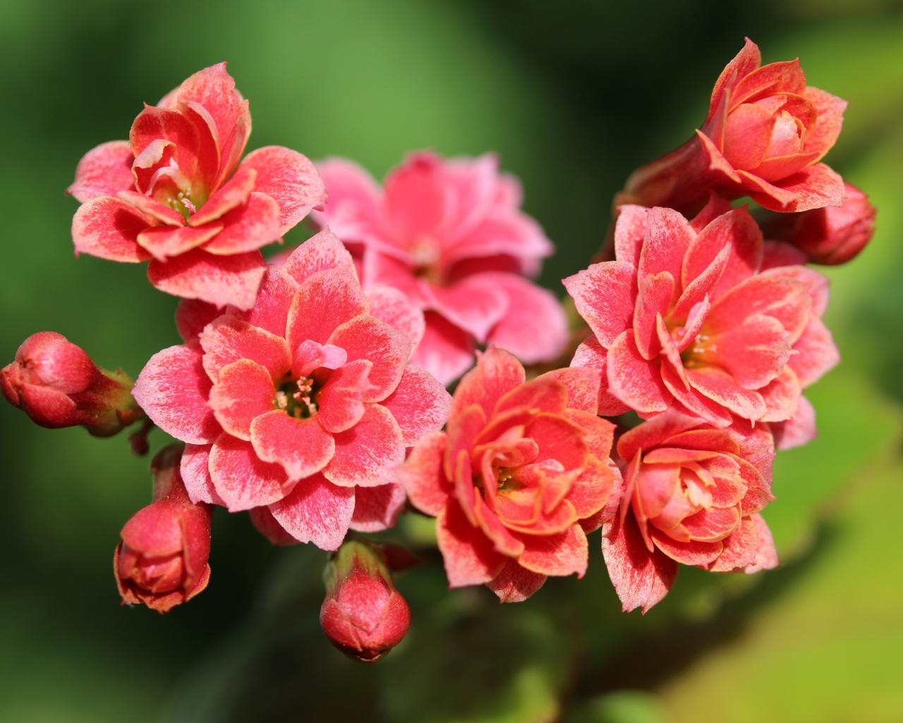 Сочные розовые цветы каланхоэ