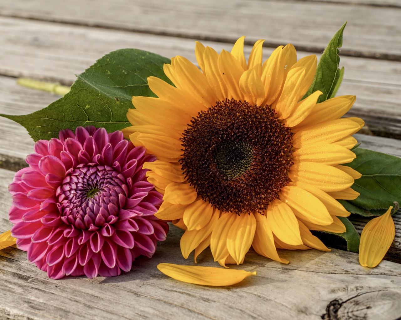 Цветок подсолнуха и георгина на деревянной лавке
