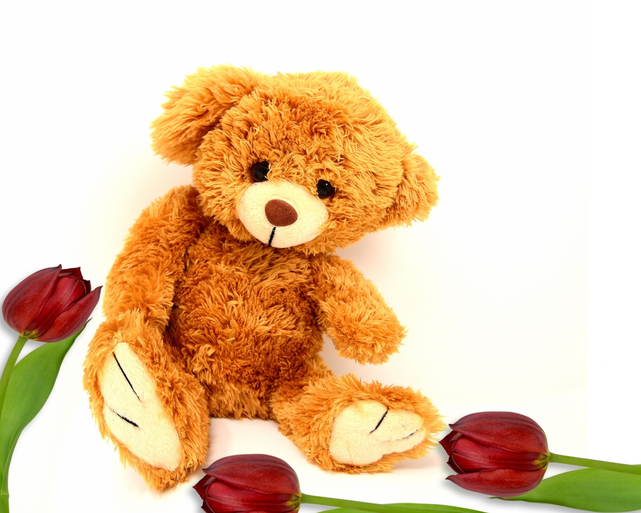 Медвежонок Тедди  с тюльпанами на белом фоне