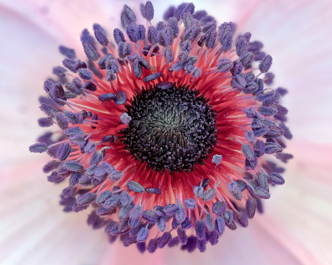 Середина цветка розовой анемоны 