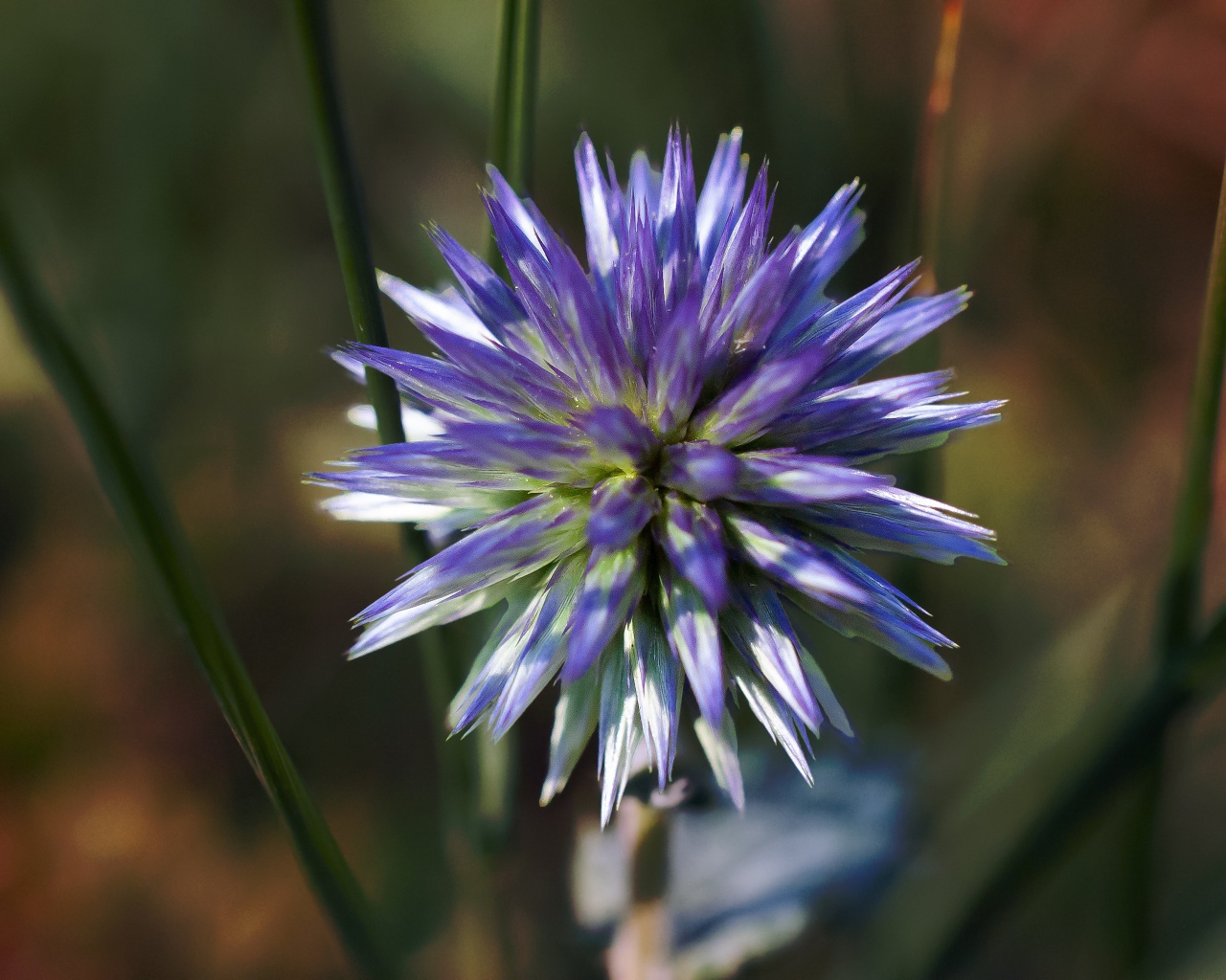 Цветок чертополоха крупным планом 