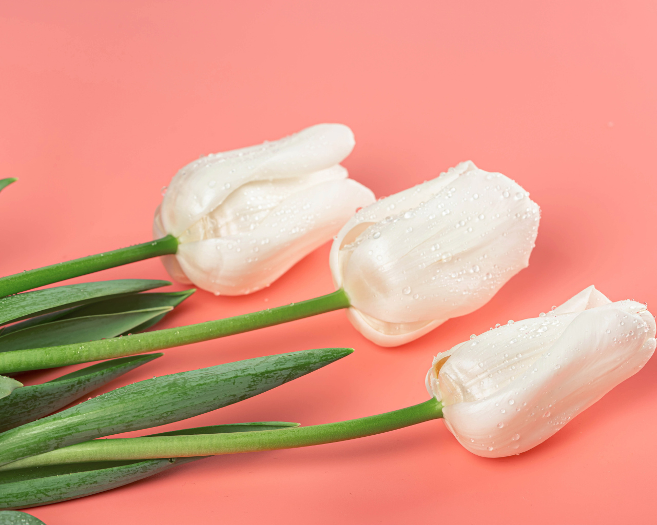 Три красивых нежных белых тюльпана на розовом фоне