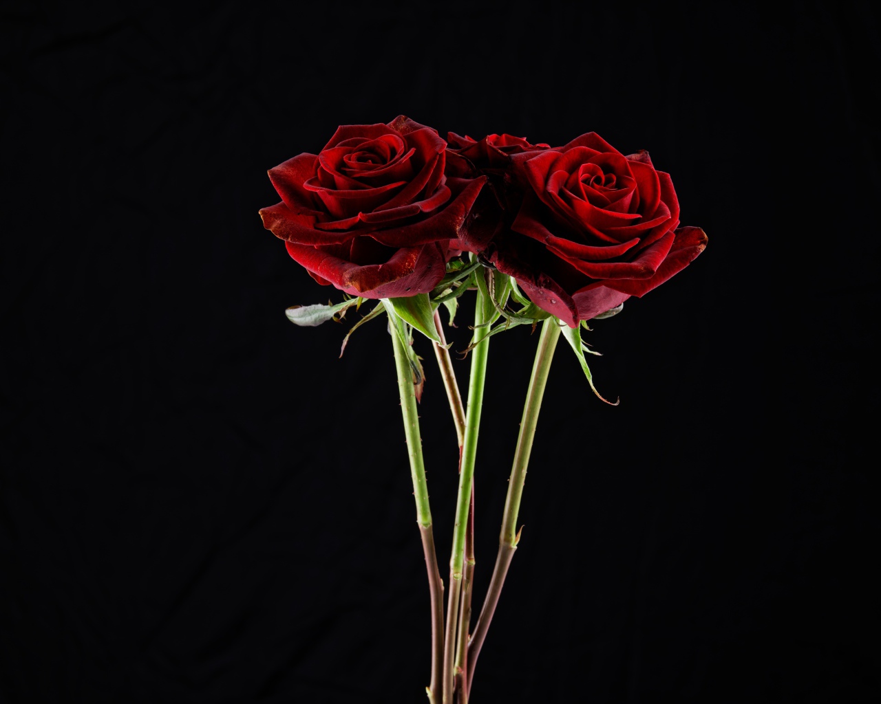 Три  бордовые розы на черном фоне