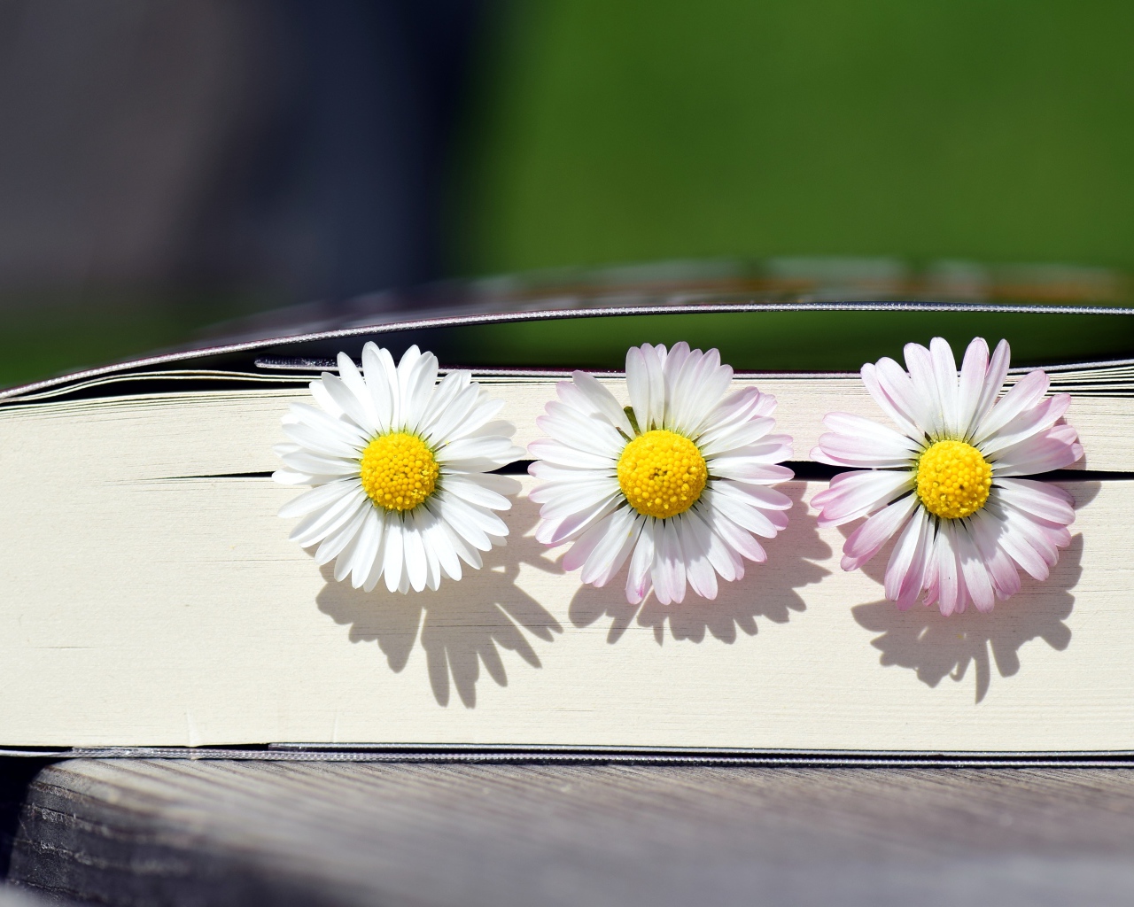 Три цветка маргаритки лежат в книге 