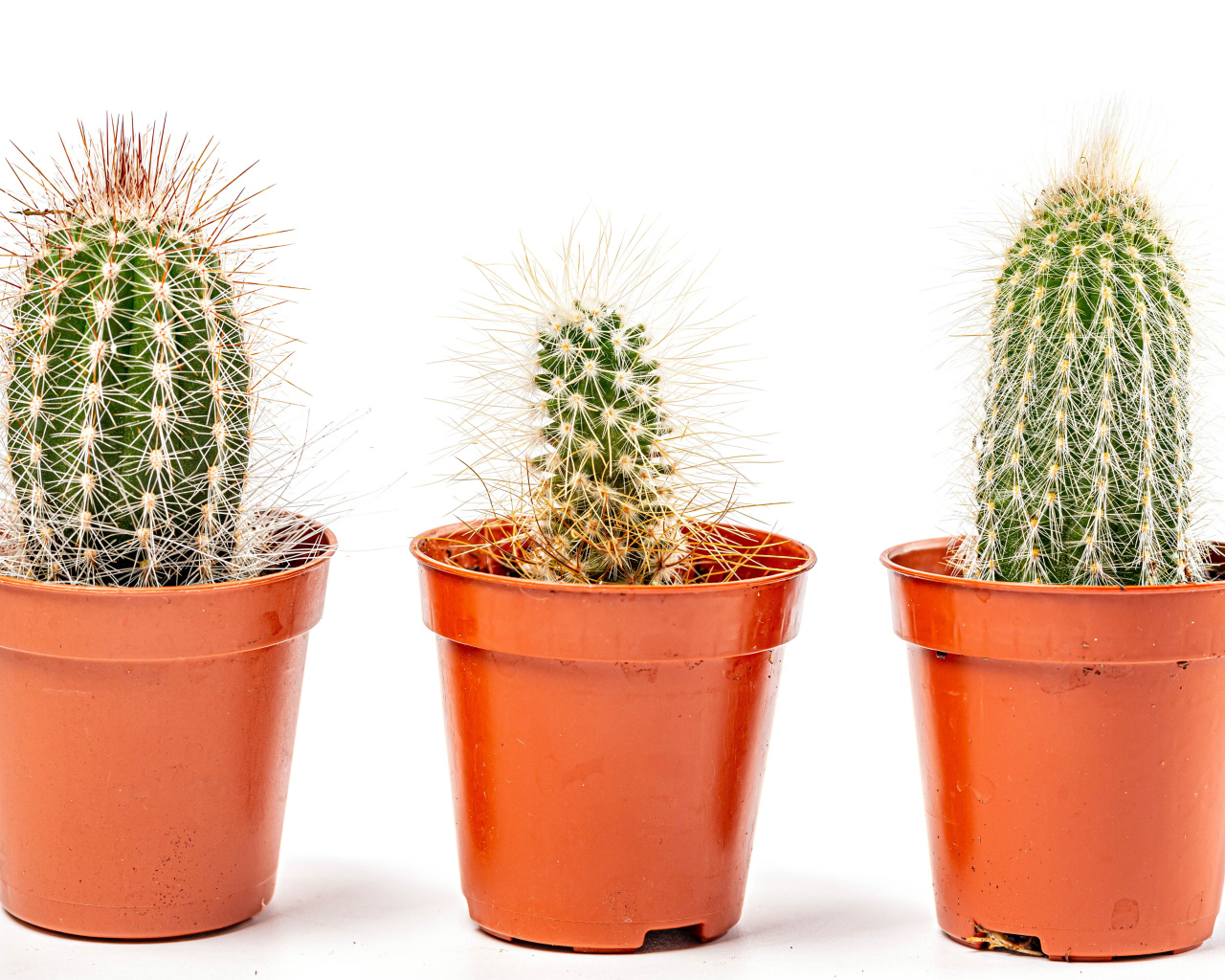 Три колючих кактуса на белом фоне 