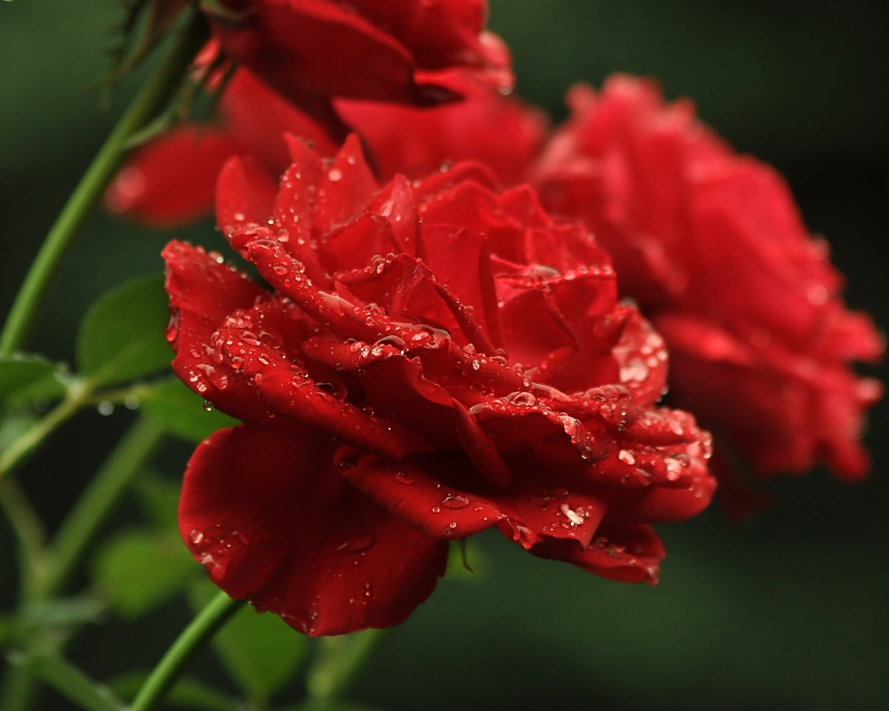 Три алые розы в каплях росы