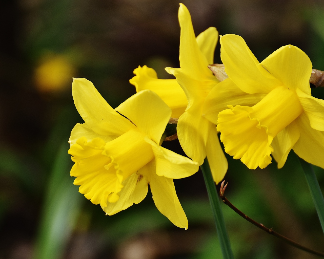 Три  желтых весенних нарцисса крупным планом