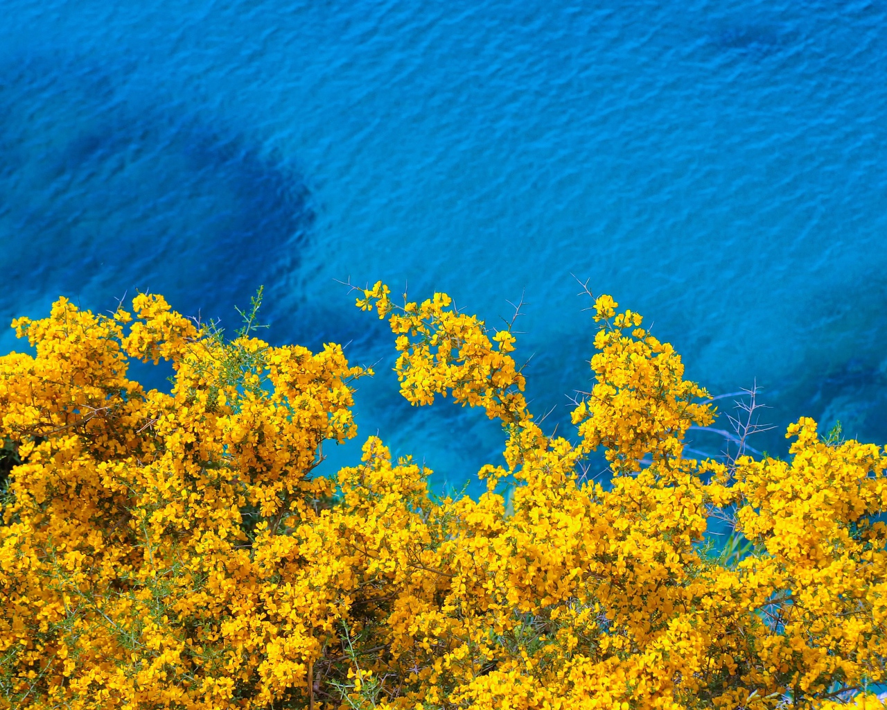 Дерево с желтыми цветами над голубой водой