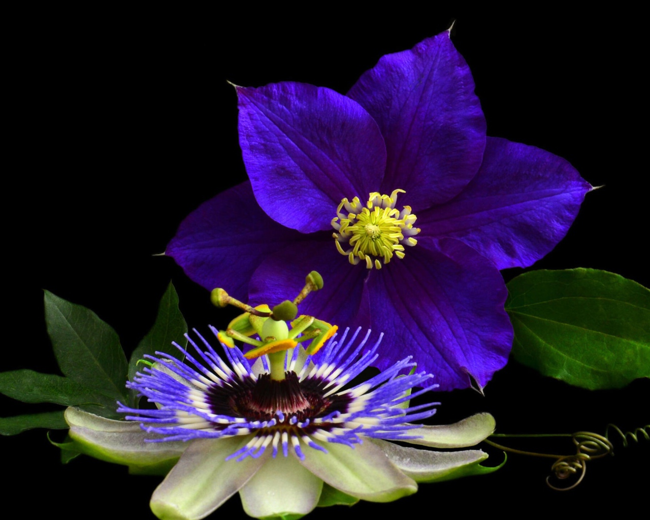 Два красивых цветка клематиса на черном фоне