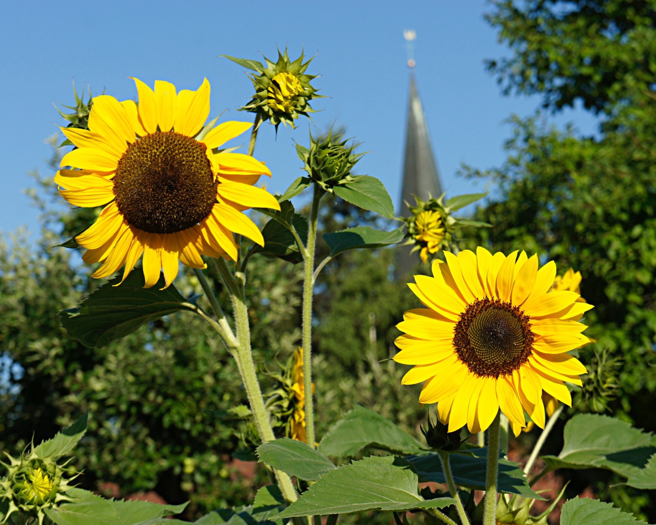 Два распустившихся цветка подсолнуха с бутонами
