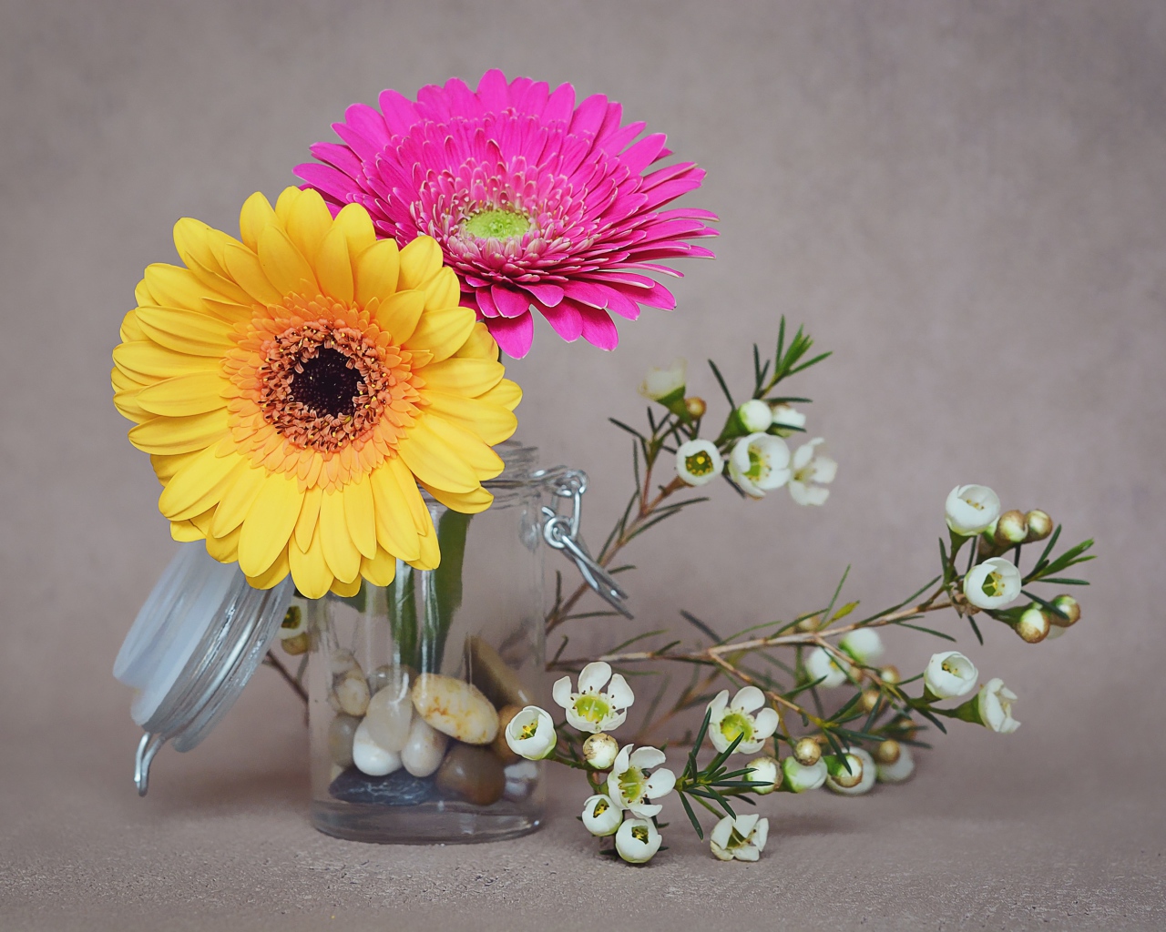 Два цветка герберы с белыми на сером фоне