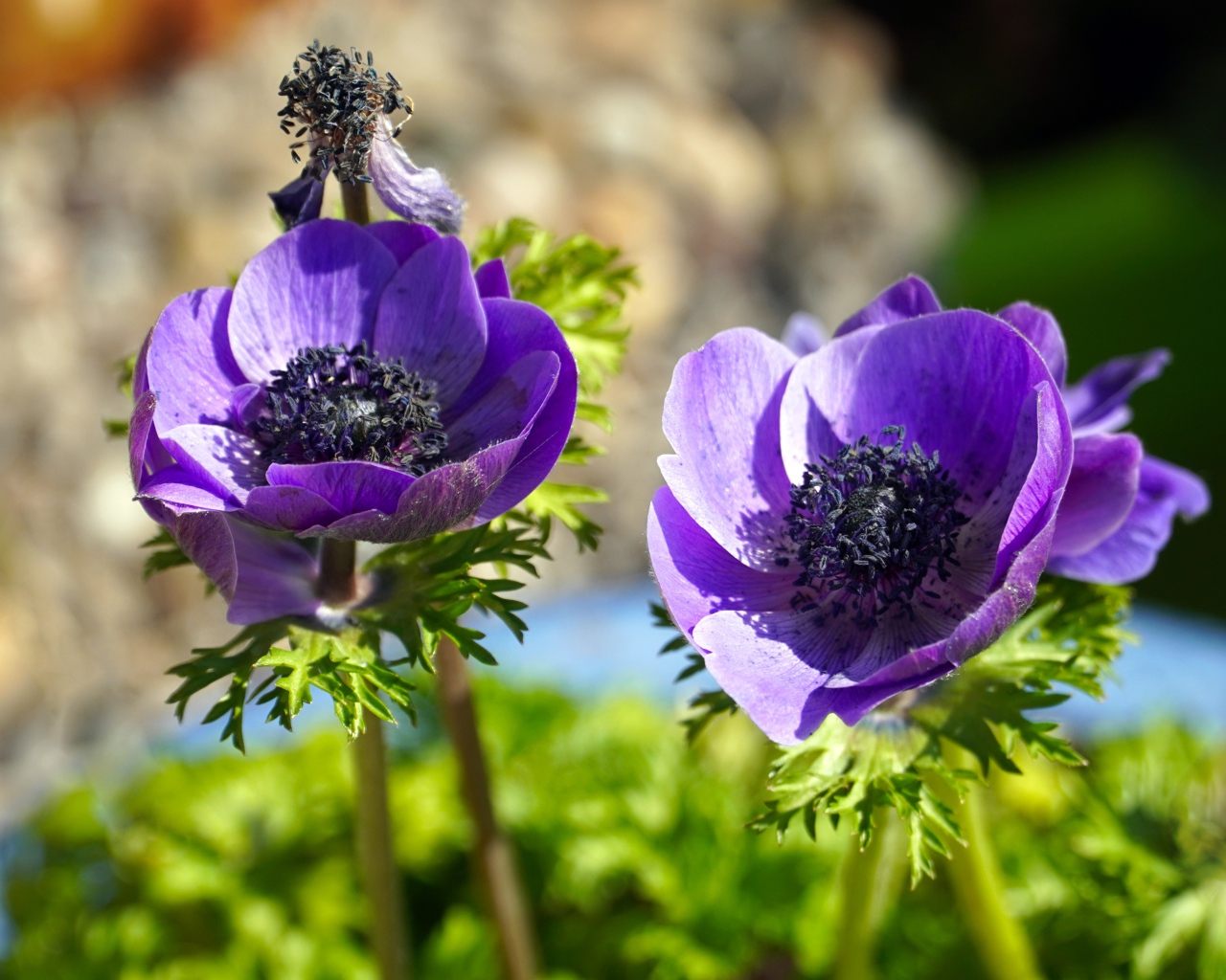 Два сиреневых цветка анемоны на клумбе