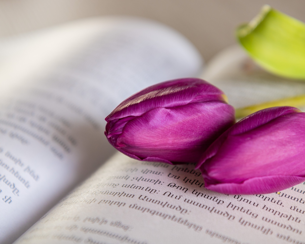 Два сиреневых тюльпана лежат на книге