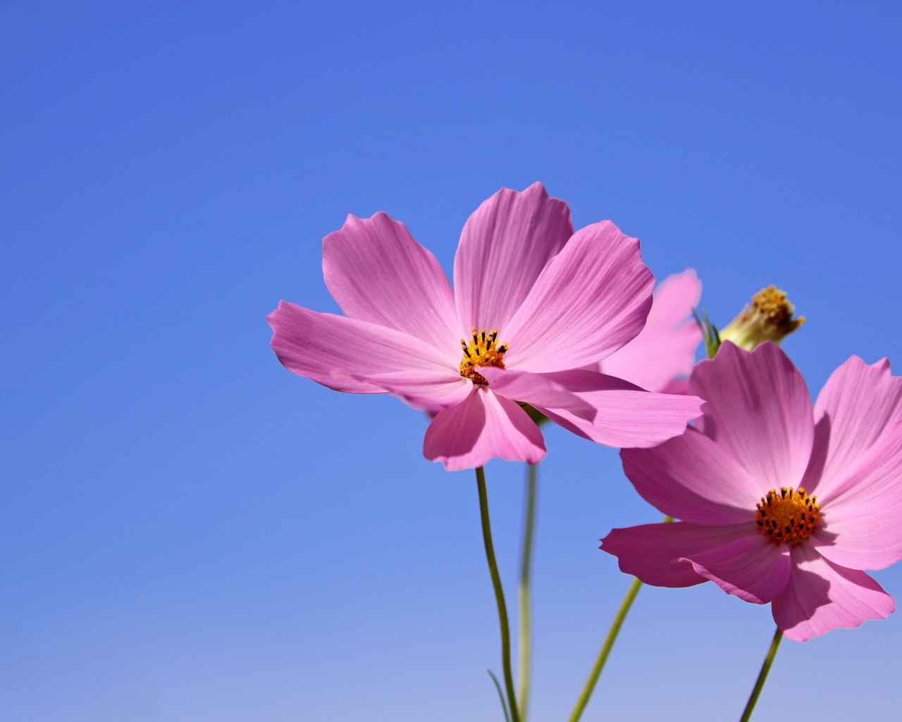 Два розовых цветка космеи на фоне неба