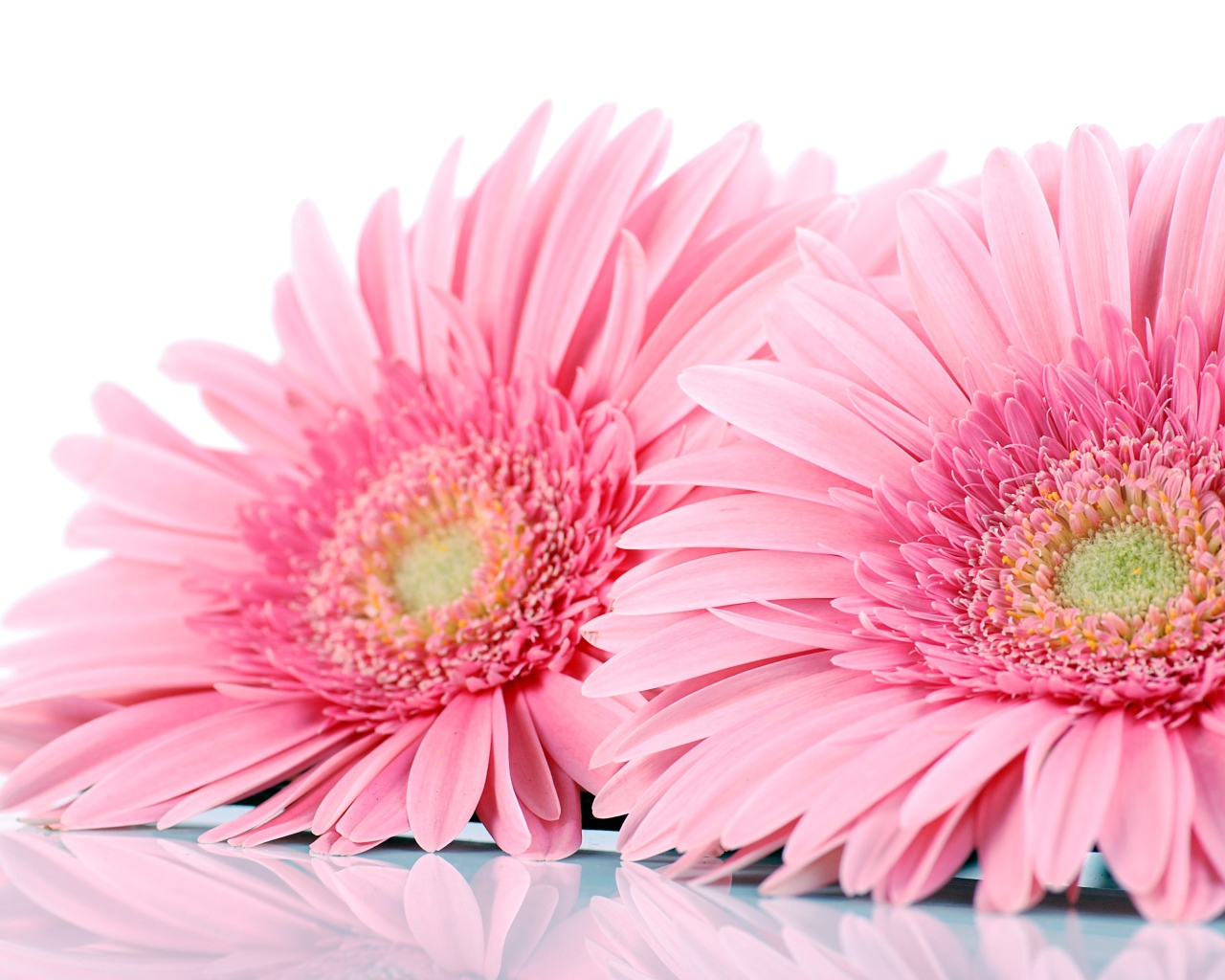 Два розовых цветка герберы на белом фоне