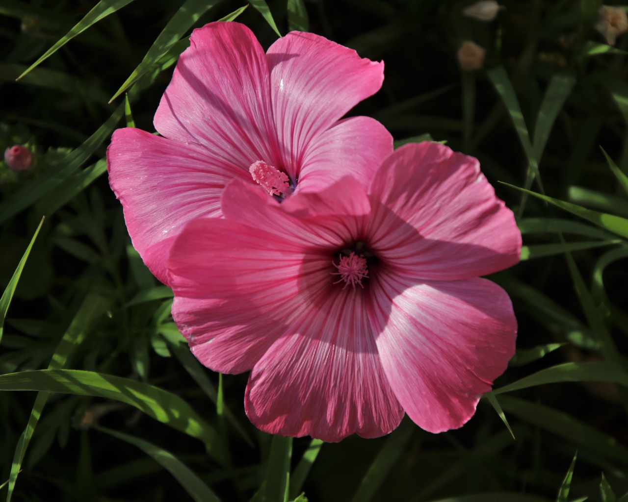 Два розовых цветка лавантеры в траве