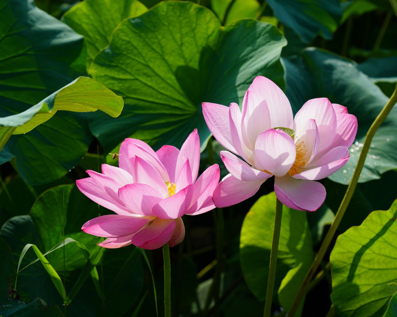 Два розовых цветка лотоса в зеленых листьях