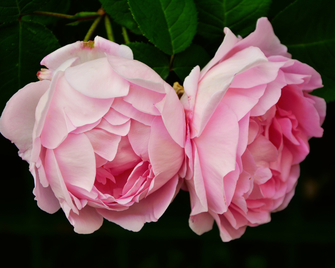 Два цветка розовой розы крупным планом