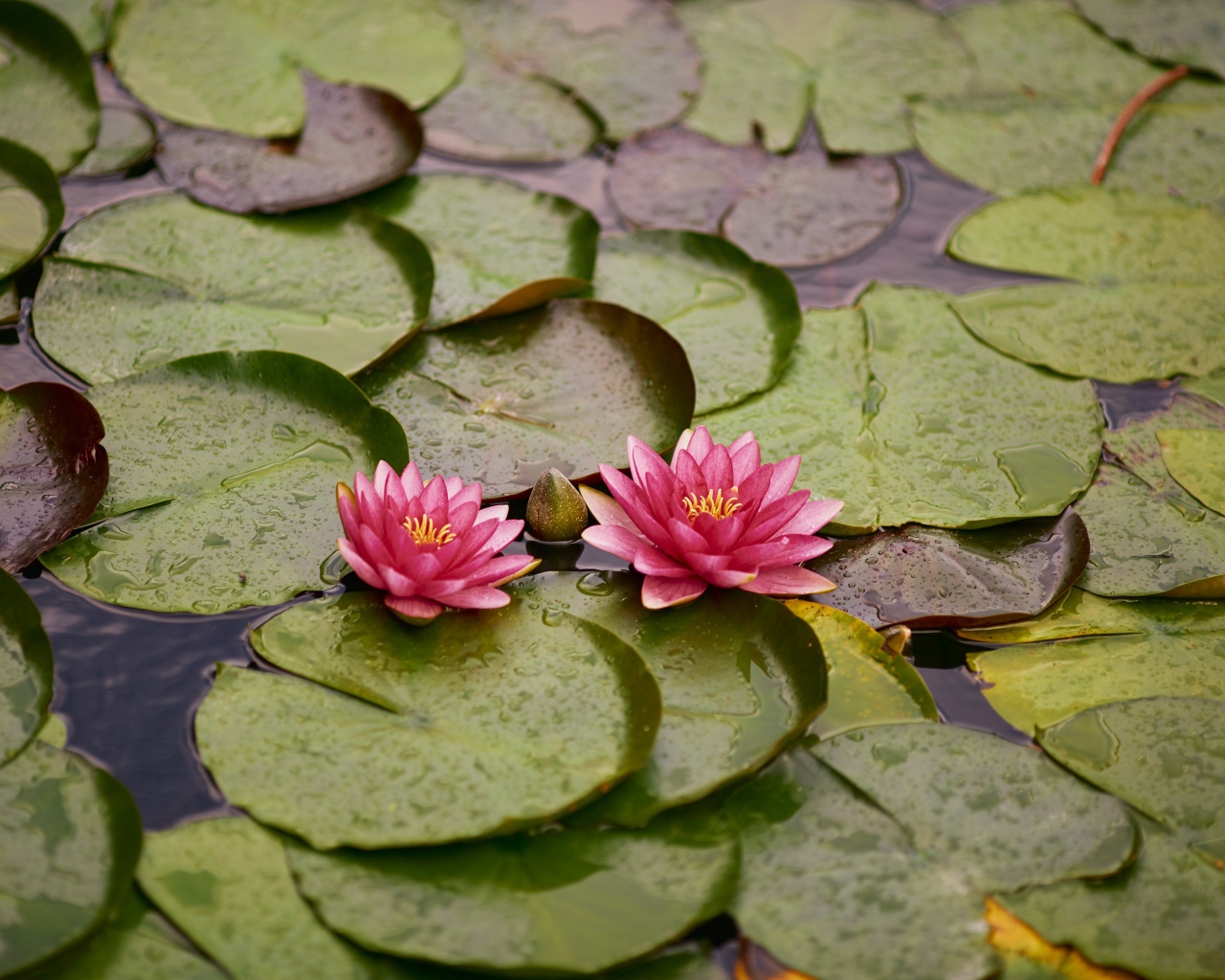 Две розовые водяные лилии с бутонами и зелеными листьями в пруду 