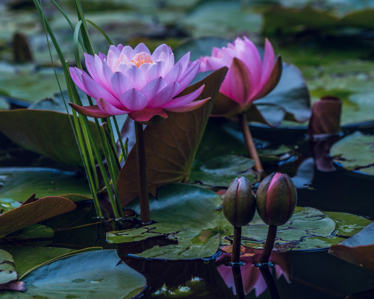 Два розовых цветка водяной лилии с бутонами в воде