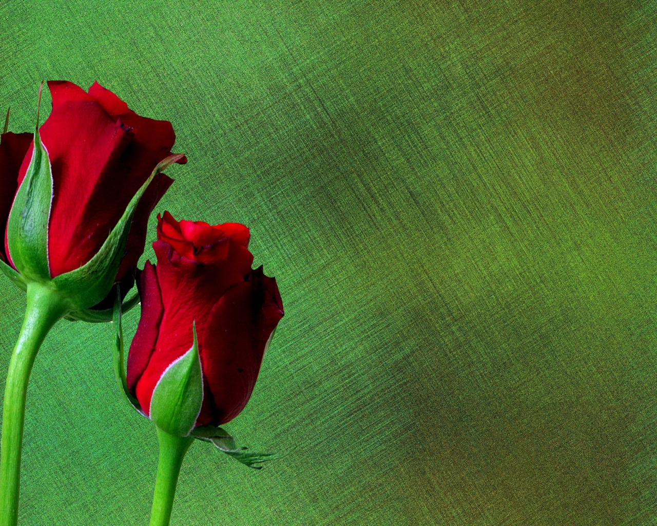 Две красные английские розы на зеленом фоне