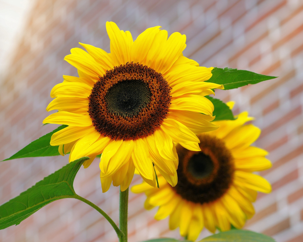 Два цветка подсолнуха на фоне стены