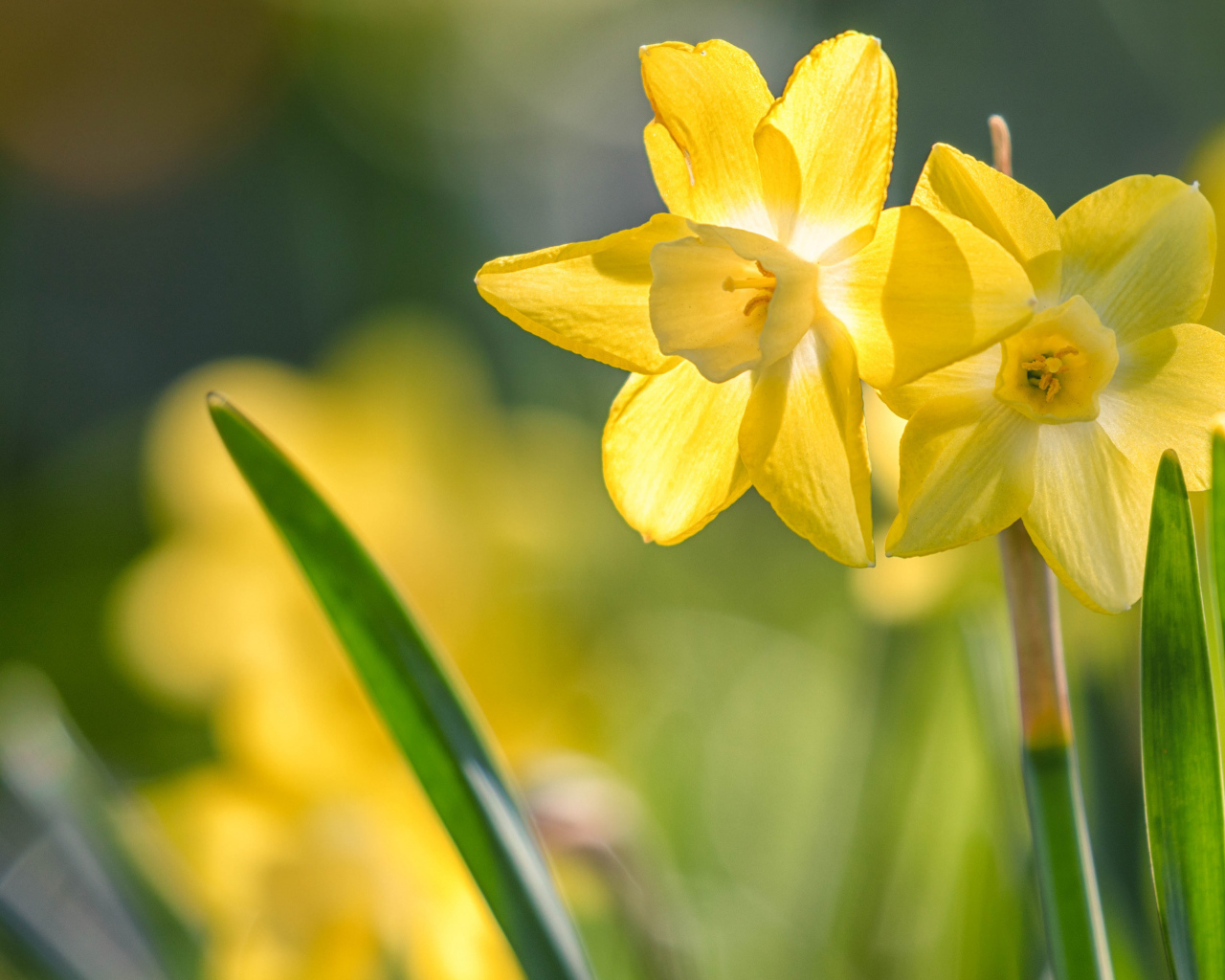 Два нежных весенних нарцисса на клумбе