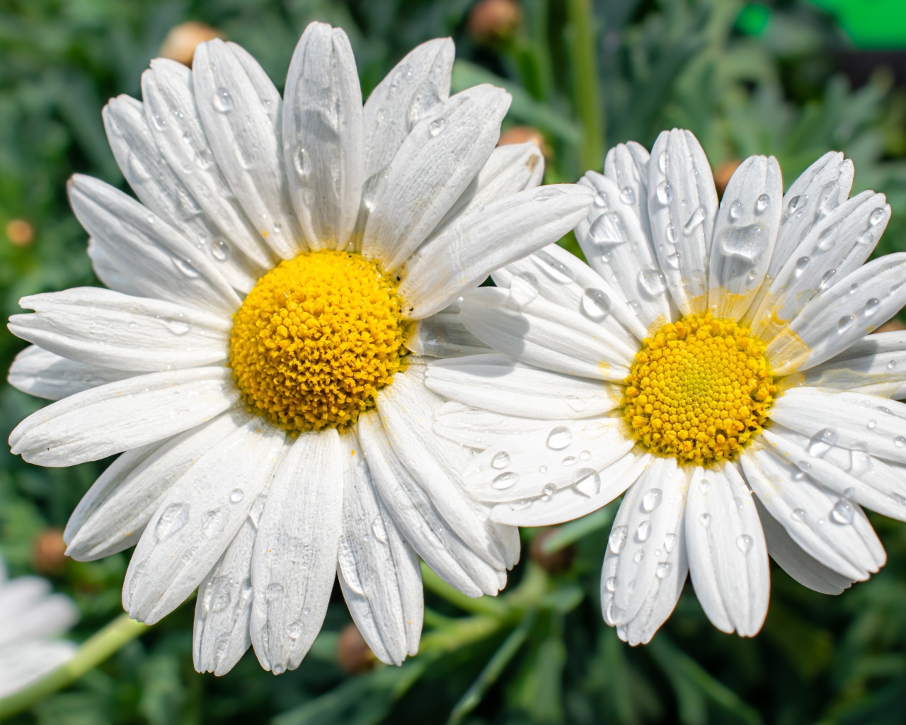 Две белые ромашки в каплях росы на клумбе
