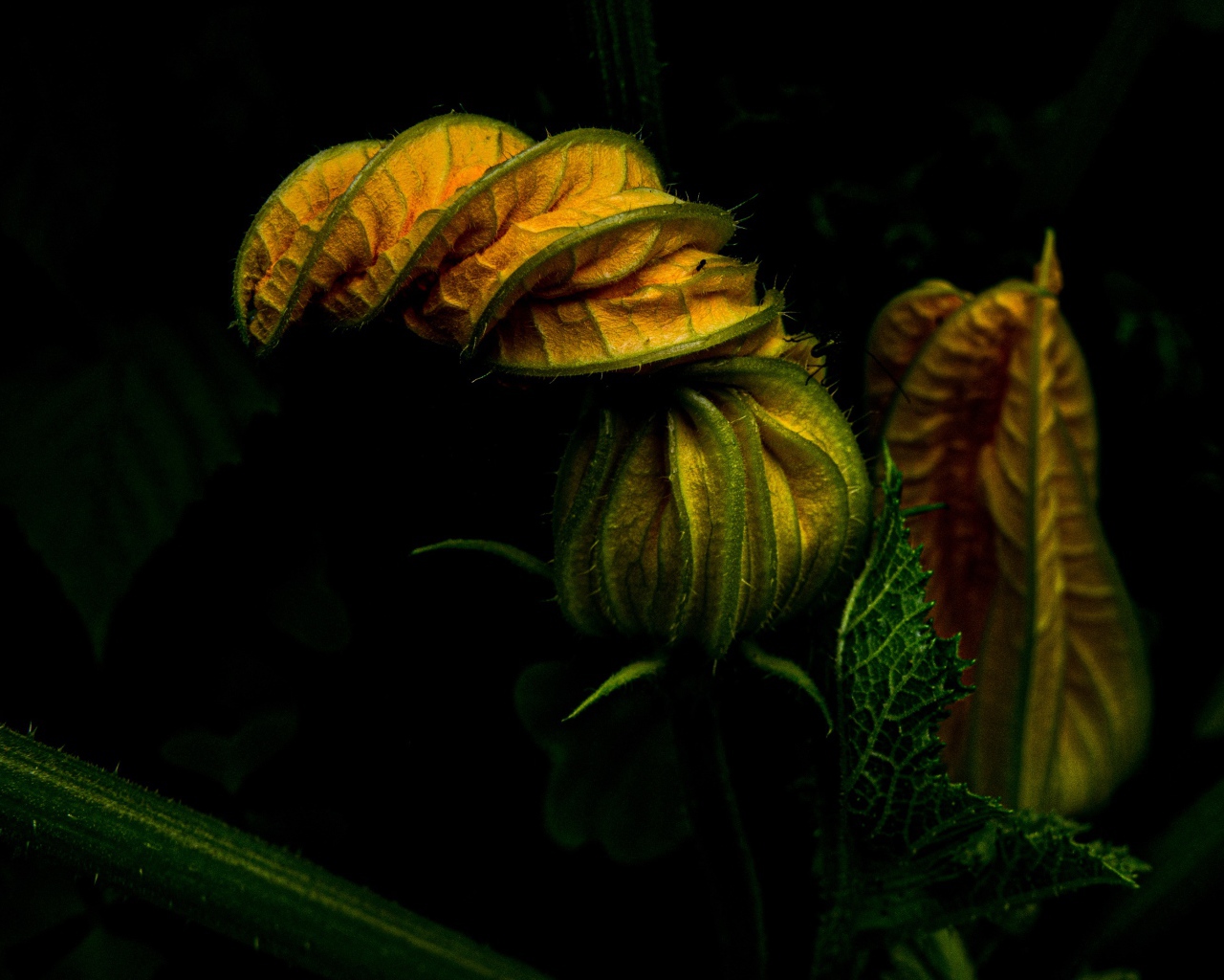 Нераспустившийся цветок тыквы на черном фоне