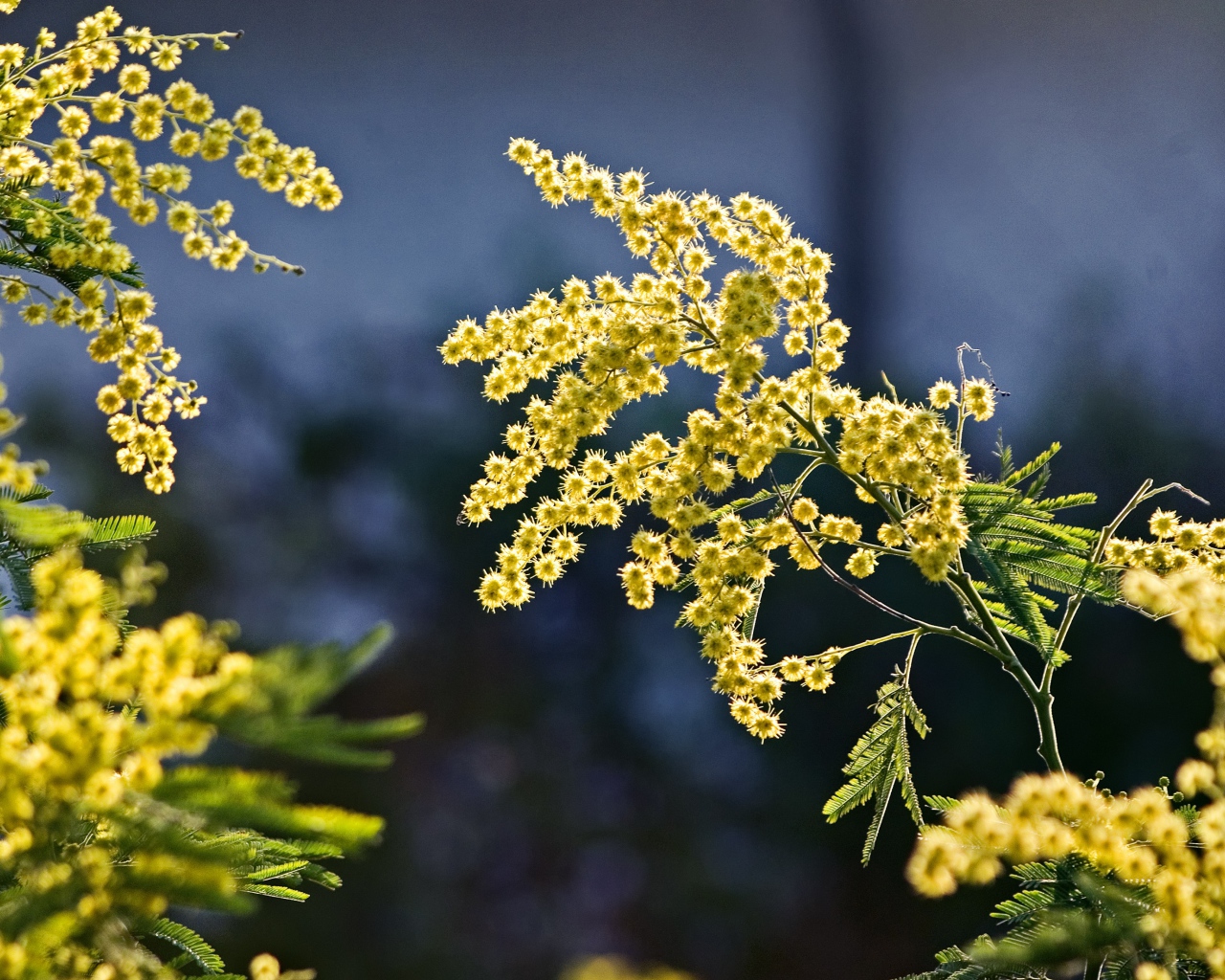 Теплые ветки мимозы в лучах солнца