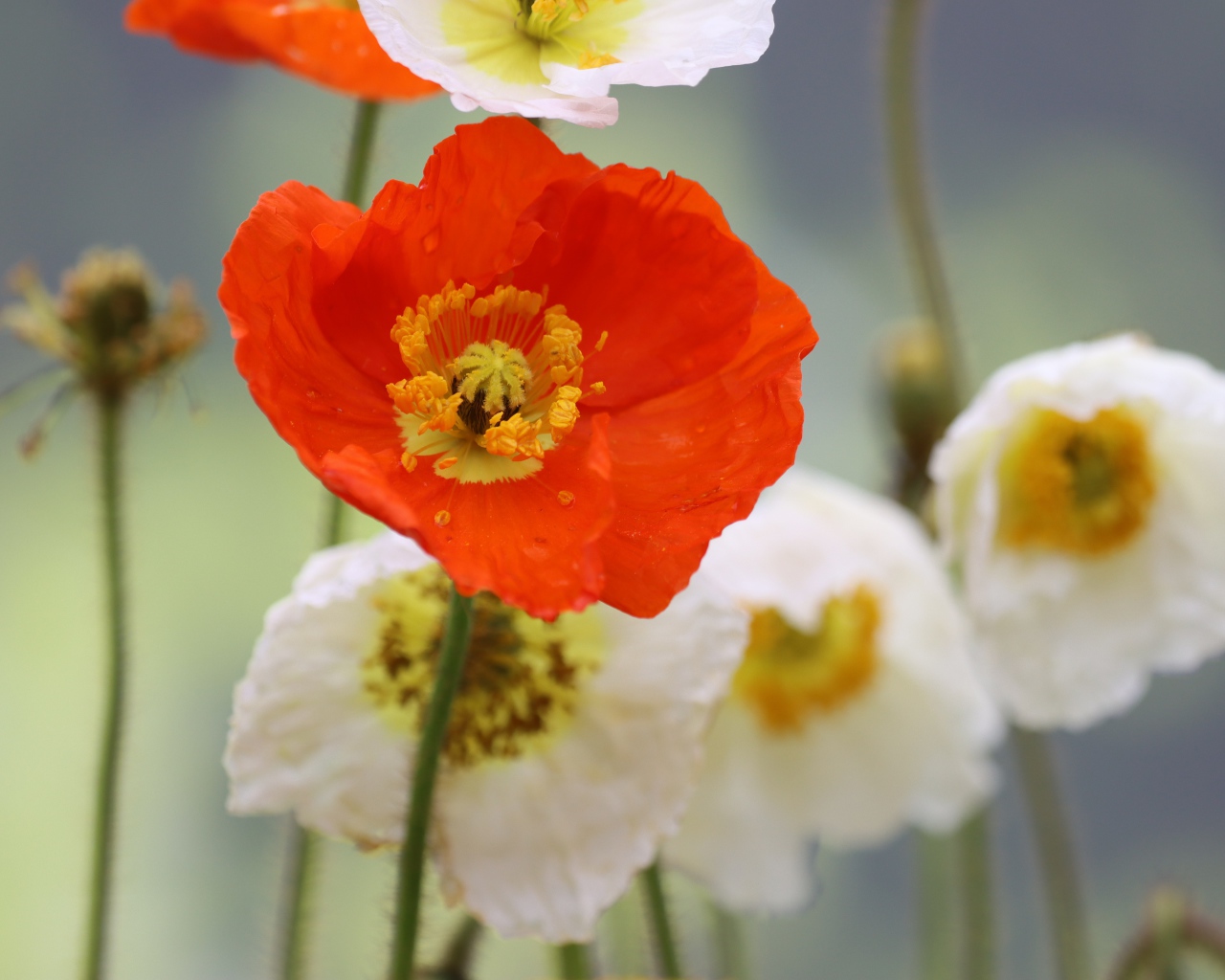 Белые и красные маки крупным планом