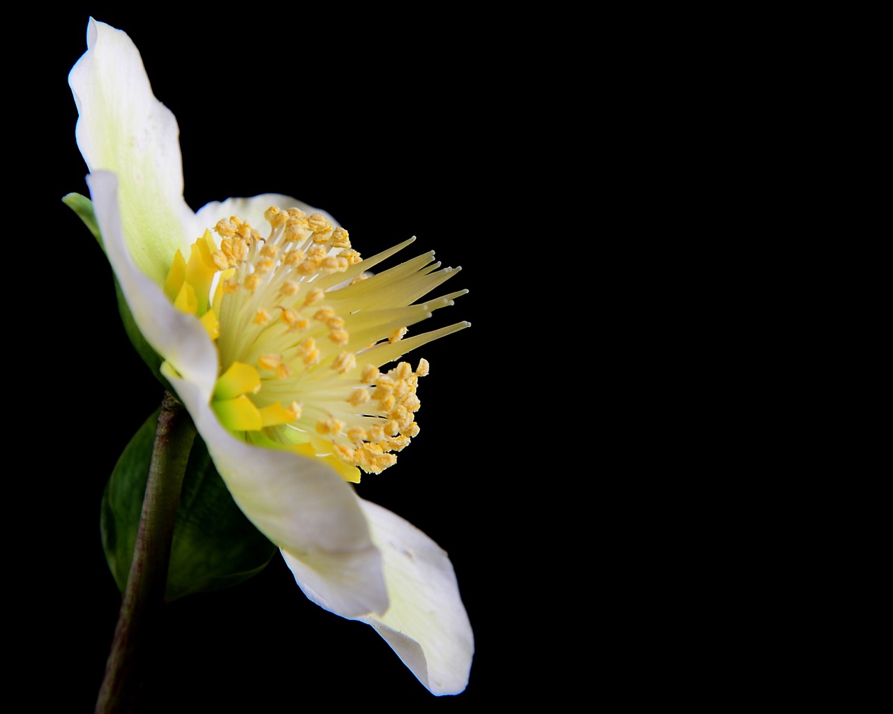 Белый цветок анемоны боком на черном фоне 