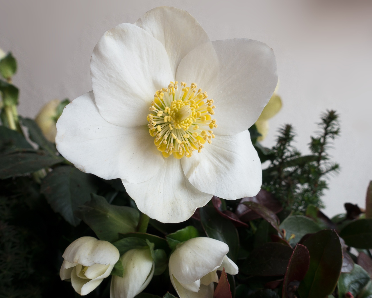 Белый цветок анемоны с бутонами