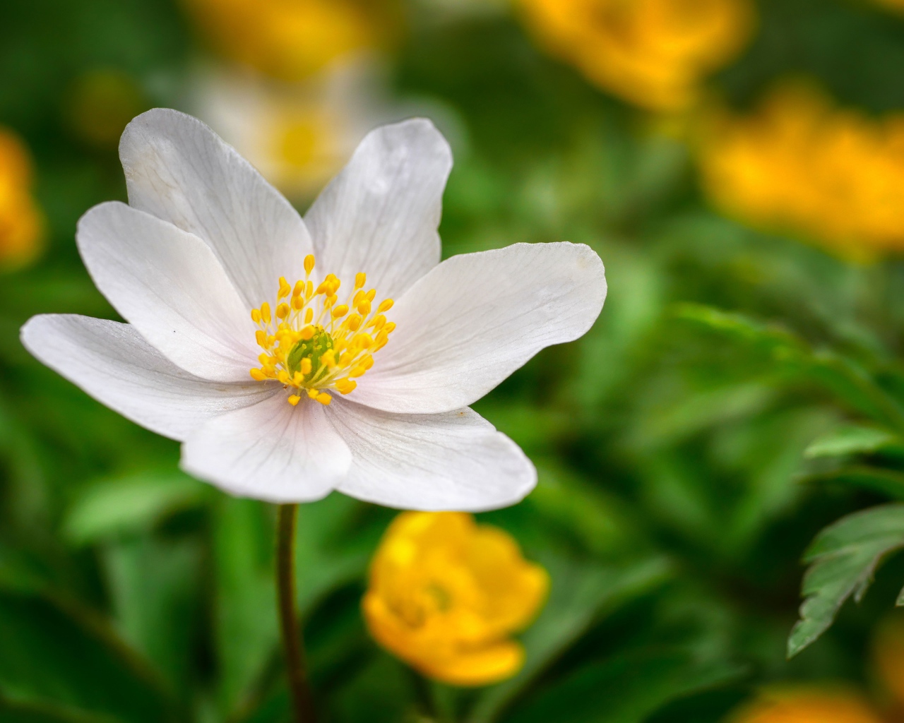 Белый цветок анемоны с нежными лепестками на зеленом фоне 