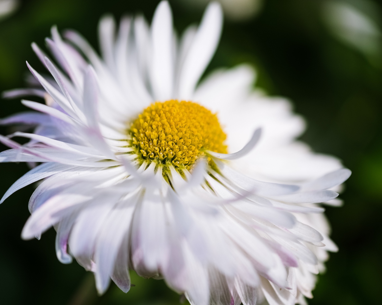 Белый цветок астры крупным планом 