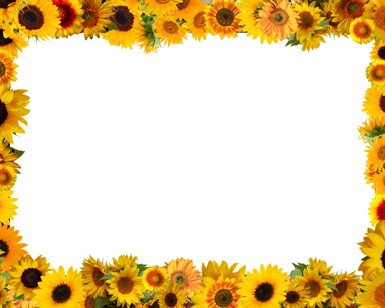 Белый фон с желтыми подсолнухами 