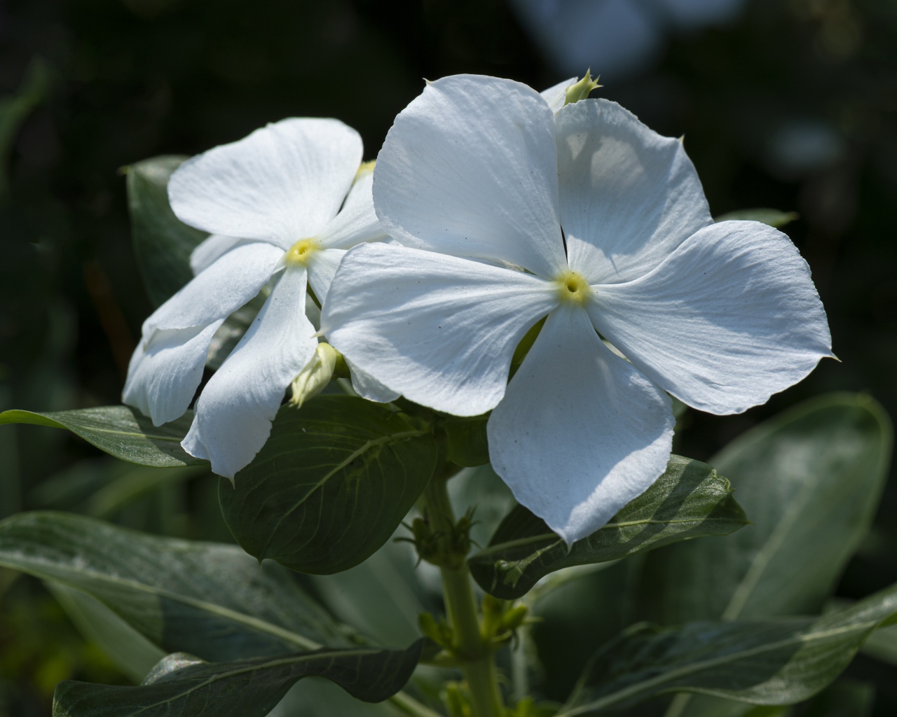 Белые красивые цветы Катарантус