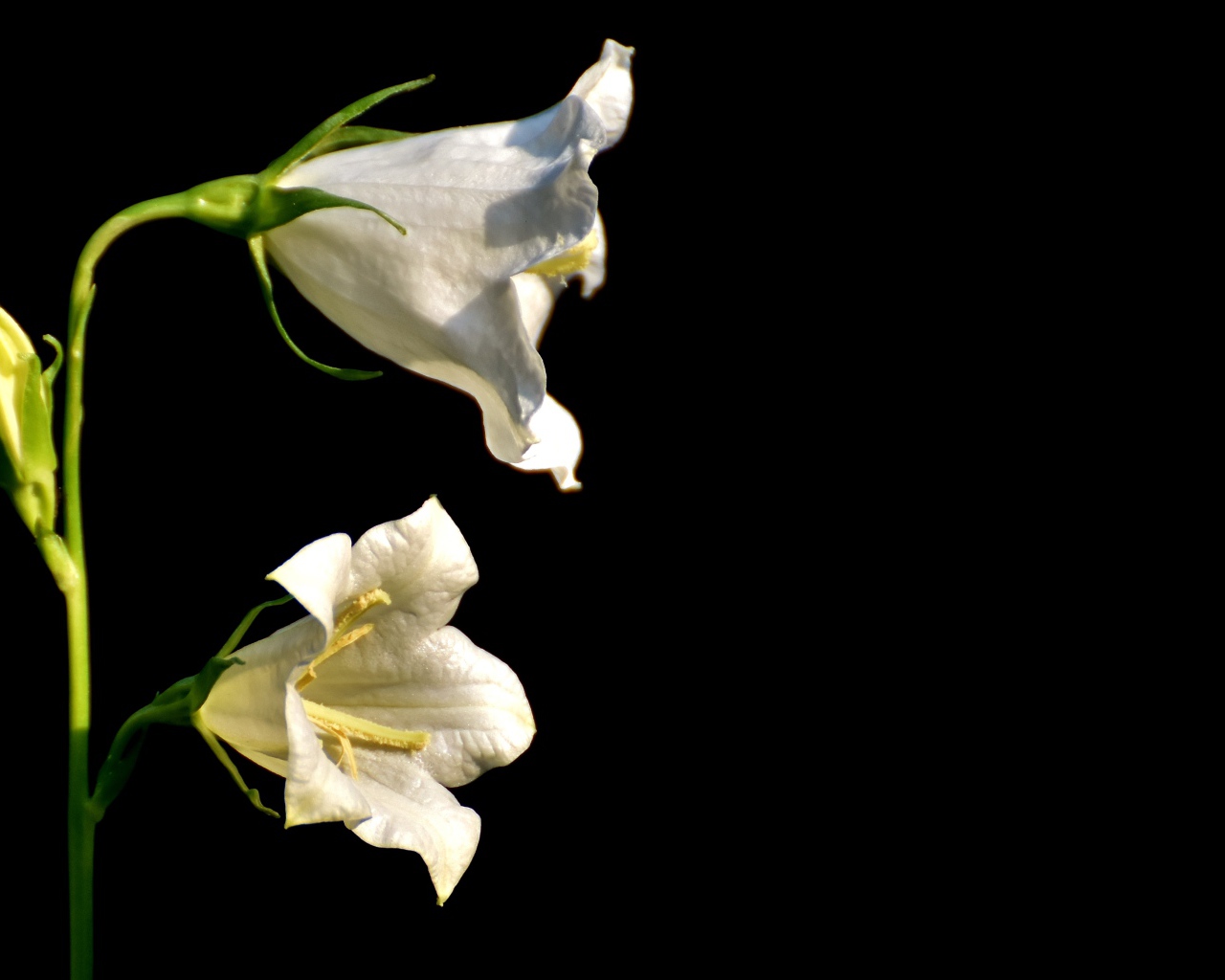 Белые цветы колокольчика на черном фоне