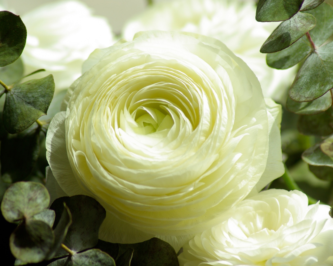 Белые цветы лютика крупным планом