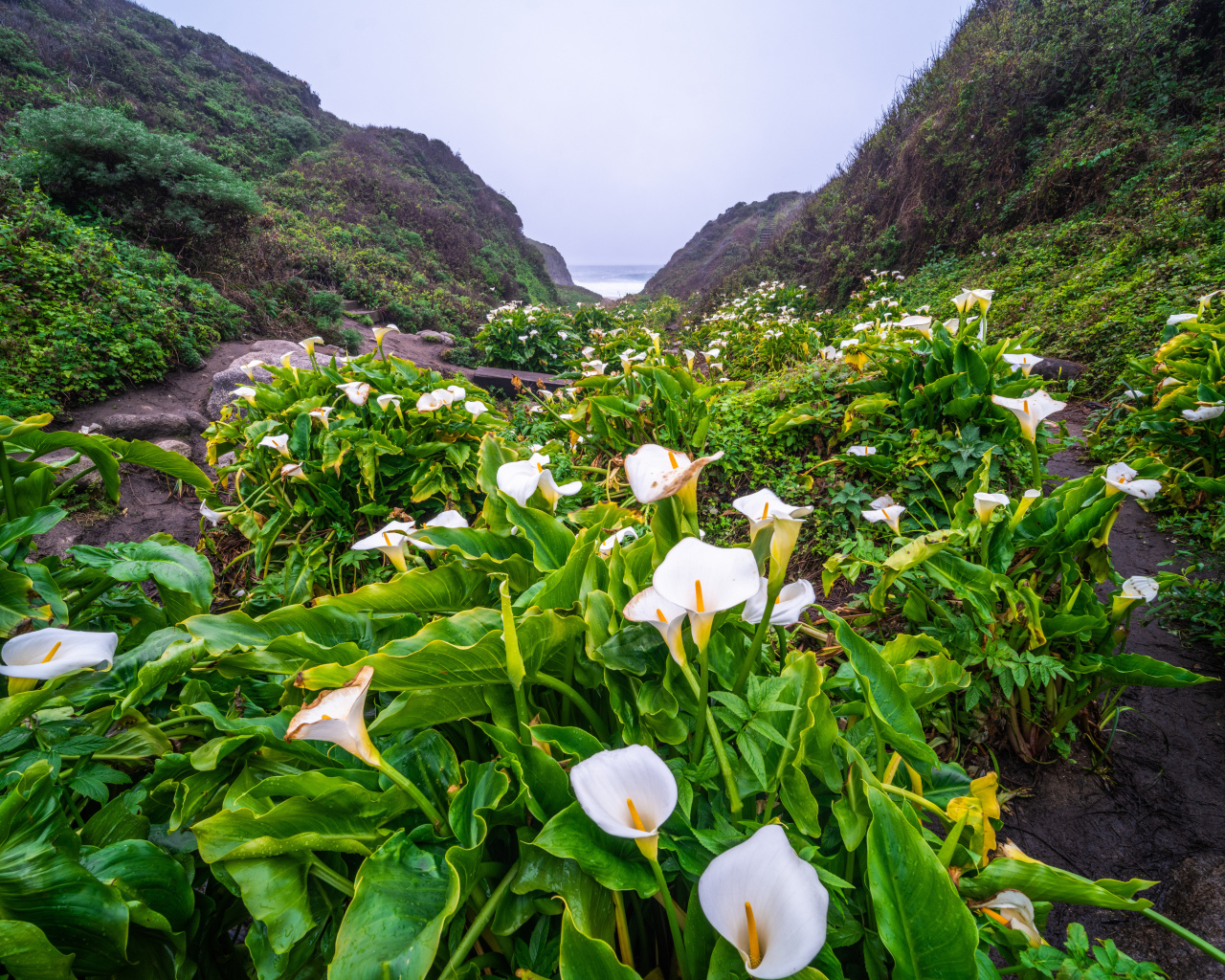 Белые цветы каллы с большими зелеными листьями