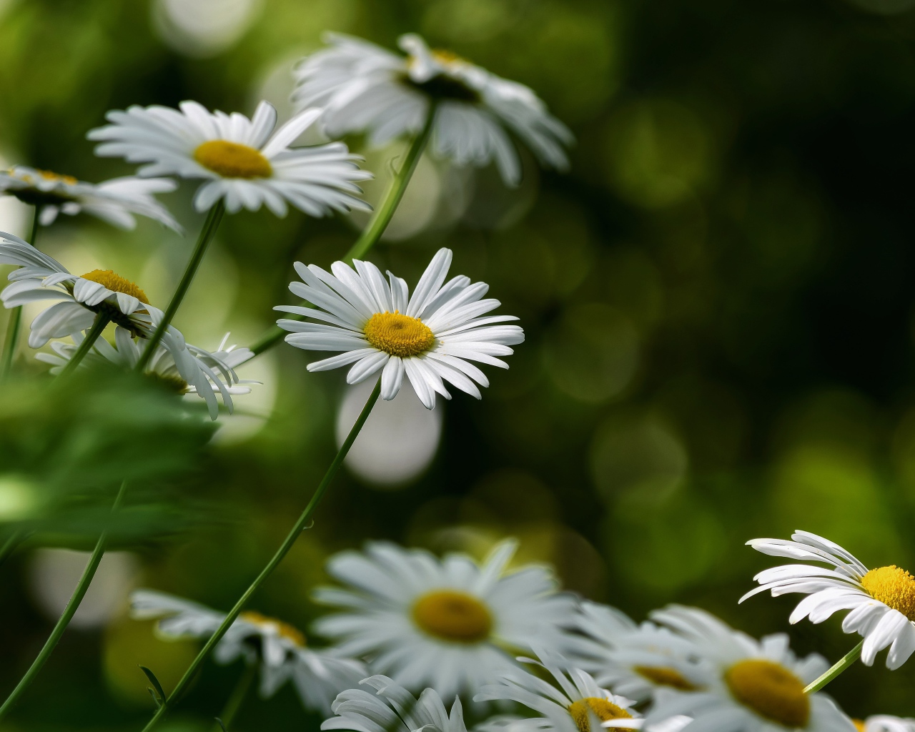 Белые цветы ромашки растут на клумбе 