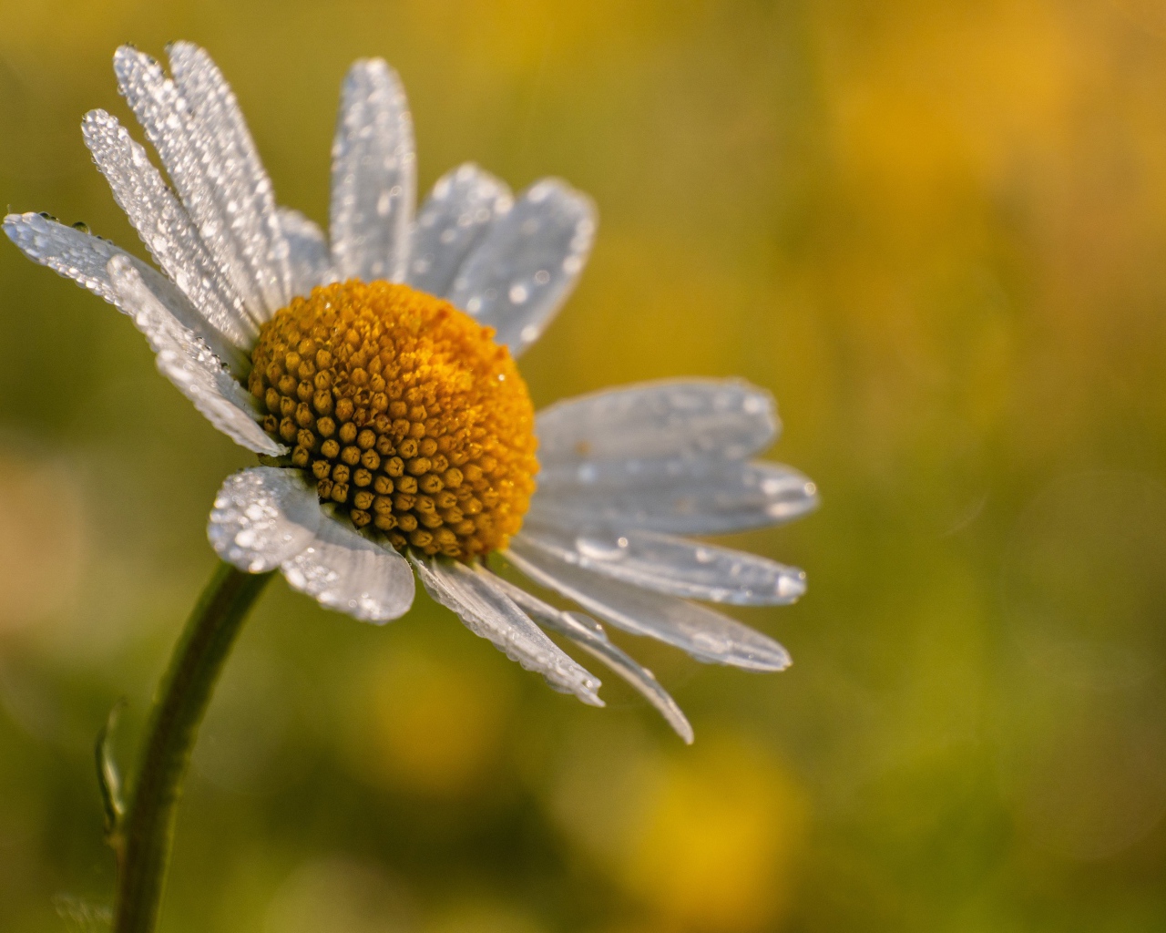 Лепестки белой ромашки в каплях росы