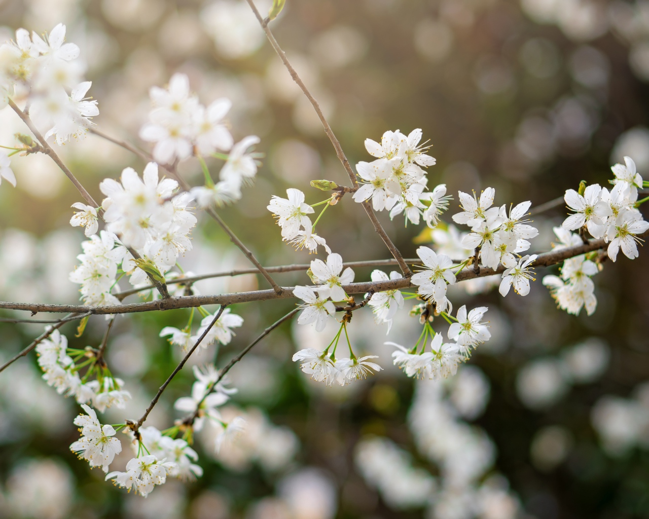 Белые цветы вишни на тонкой ветке